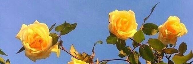 AldiMedici's profile banner image