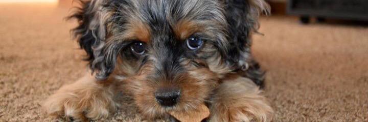 keepercockapoo's profile banner image