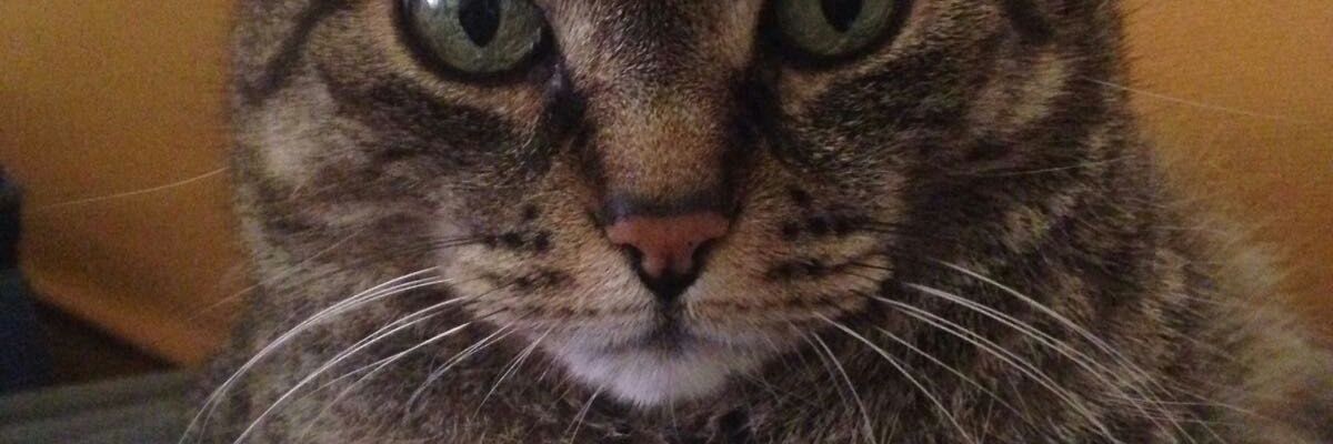 LellaEsposito2's profile banner image