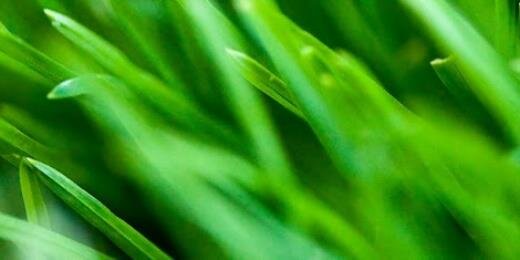 DynamicGreens's profile banner image