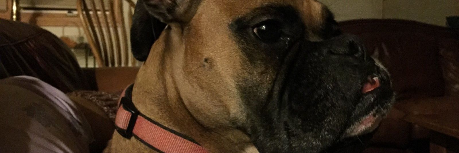 Jimbo banner