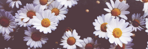 fferreirajulia's profile banner image