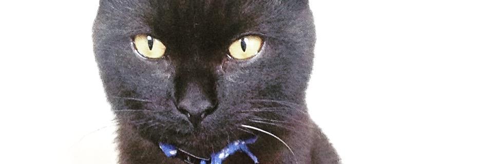 MackieSinead's profile banner image