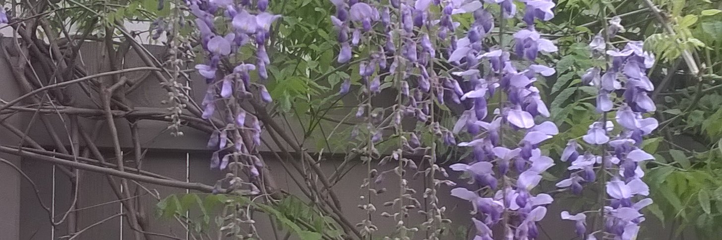 1toottweet's profile banner image
