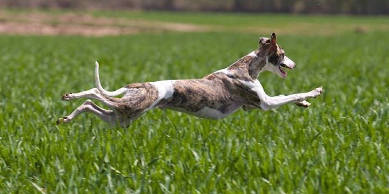 SOS Galgos de Zarate banner