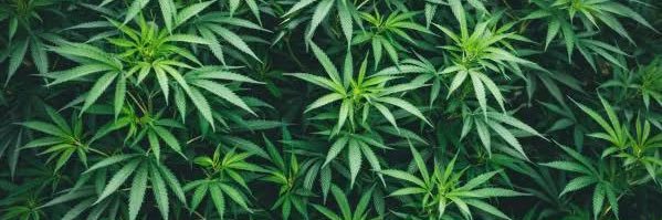 RUH420's profile banner image