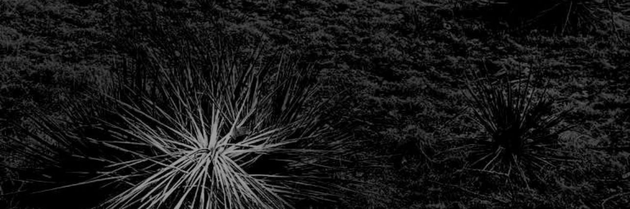 deadcuntry's profile banner image