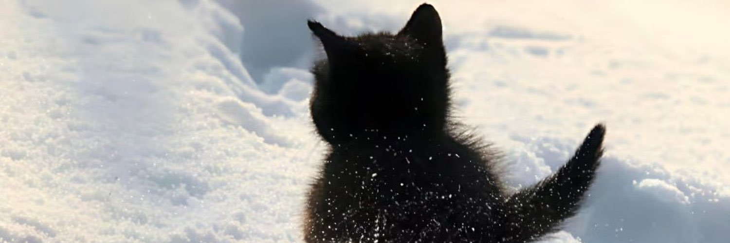 两只菠萝蜜 banner