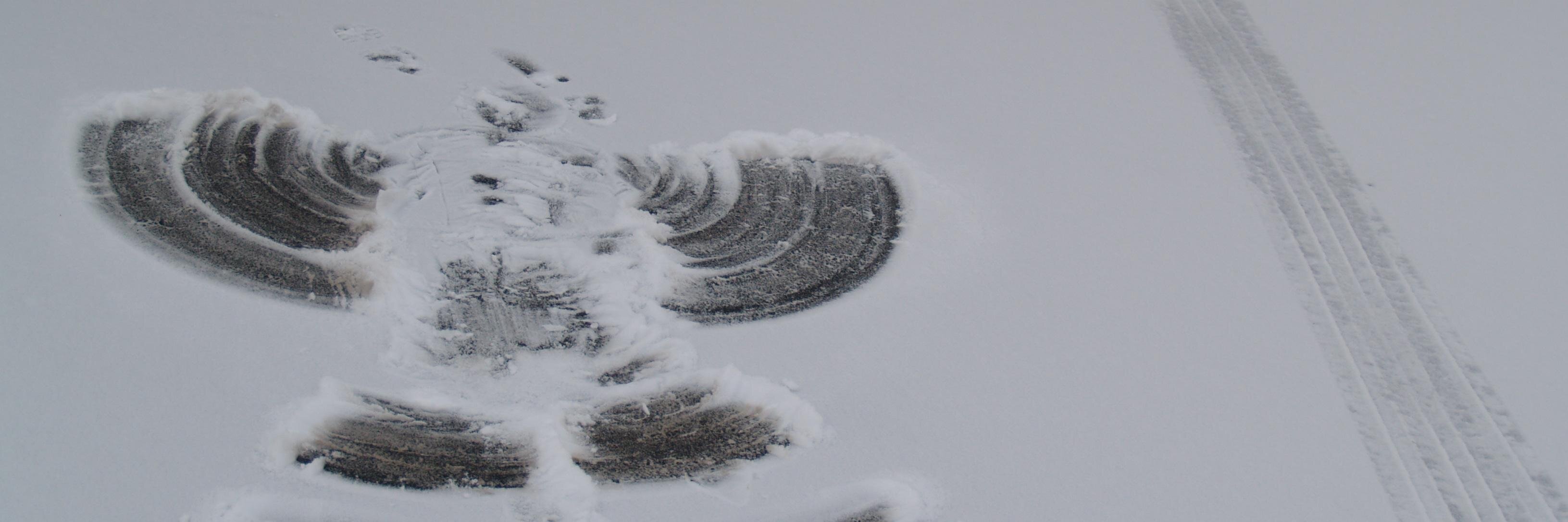 🇺🇸 Florida Wingnut 🐴❤️🐢🐈‍⬛🐈 banner