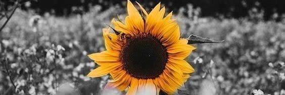 Rafi_PJ's profile banner image