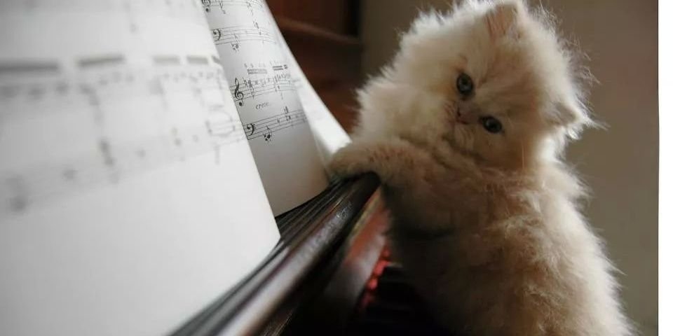 babykitten's profile banner image