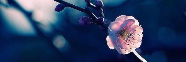 ぶらっくさん banner