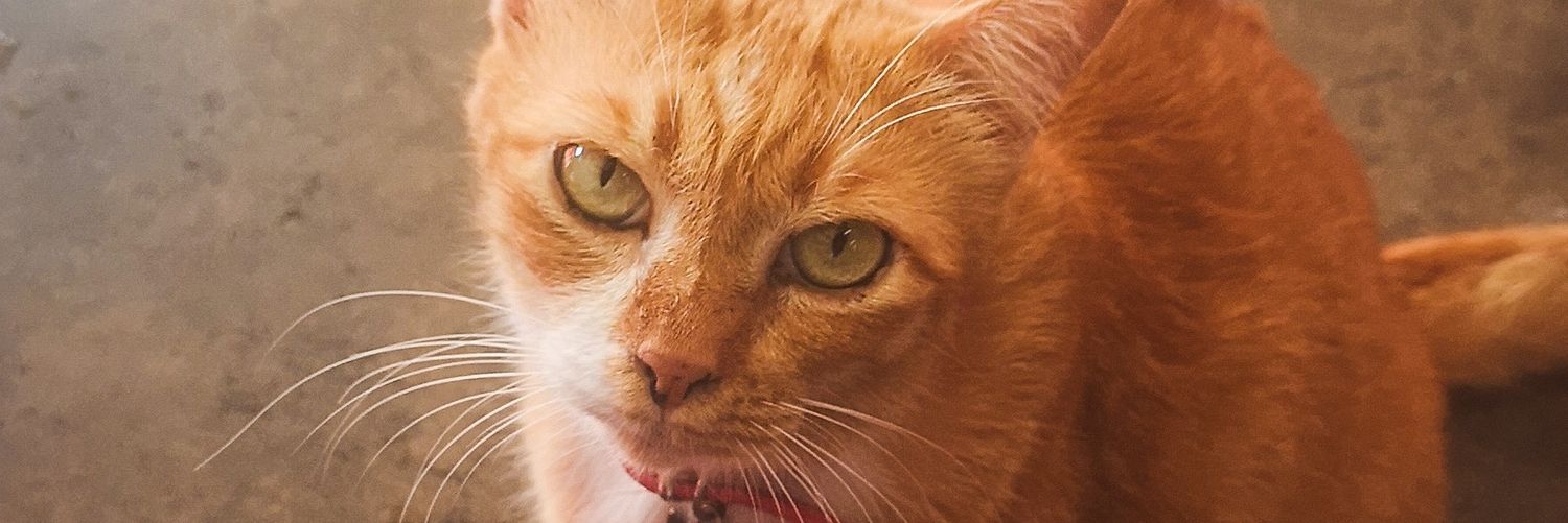 TringAdult's profile banner image