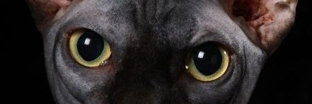 CoolSpaceCats's profile banner image