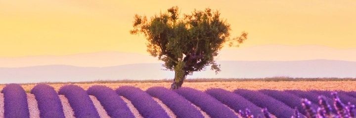 zistanha's profile banner image
