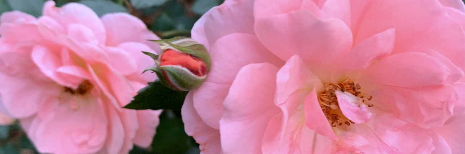 DixieKissin's profile banner image