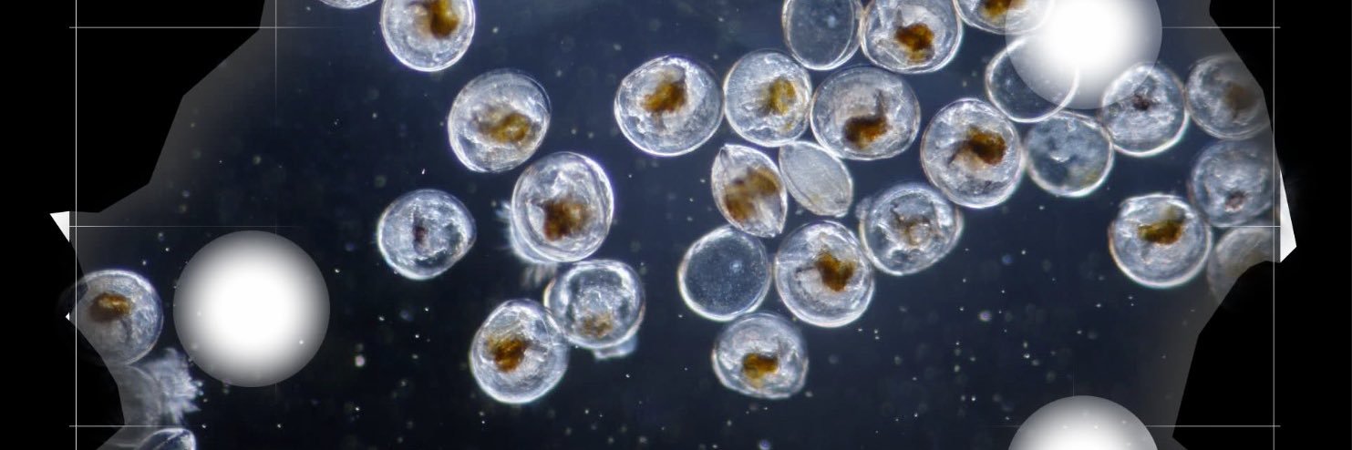 Michel Kouklia banner