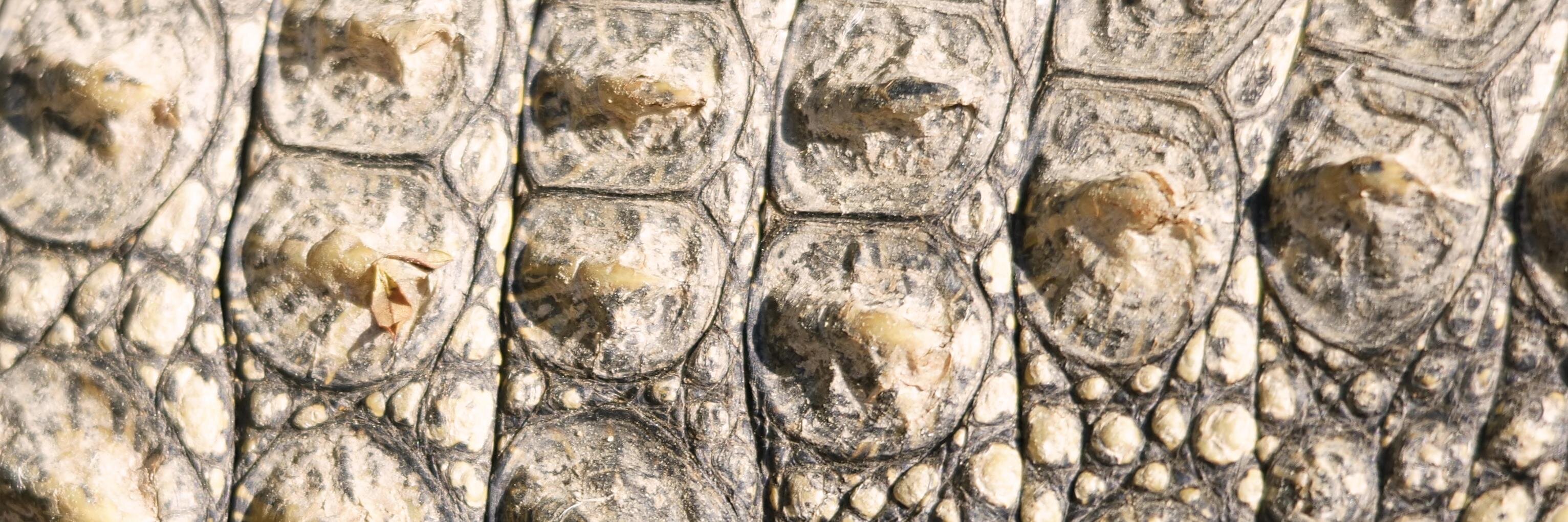 Tacodile1's profile banner image
