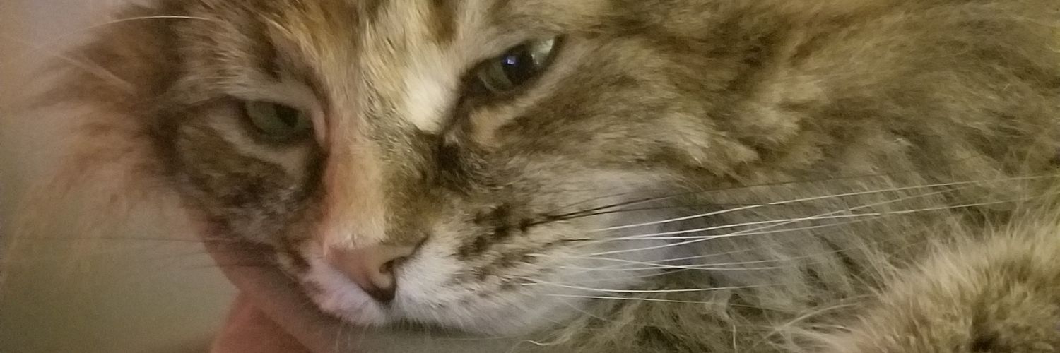 katt294's profile banner image