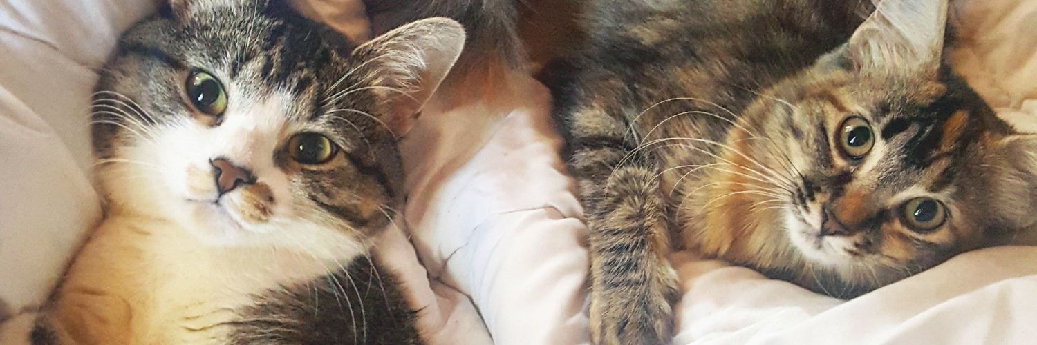 briellemears's profile banner image
