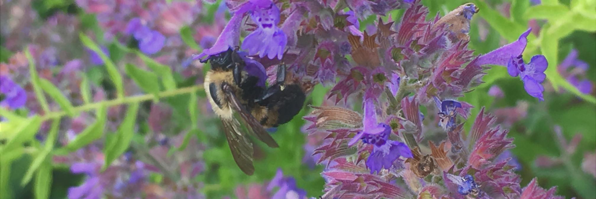 Hahn Hort Garden VT banner