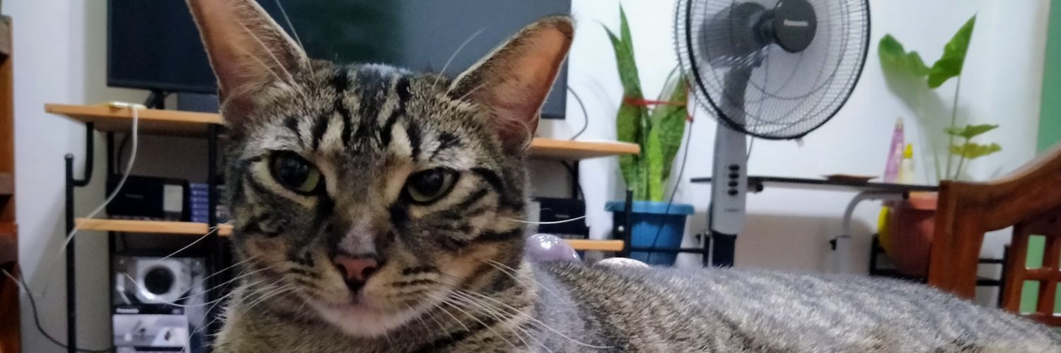 cozysteph's profile banner image