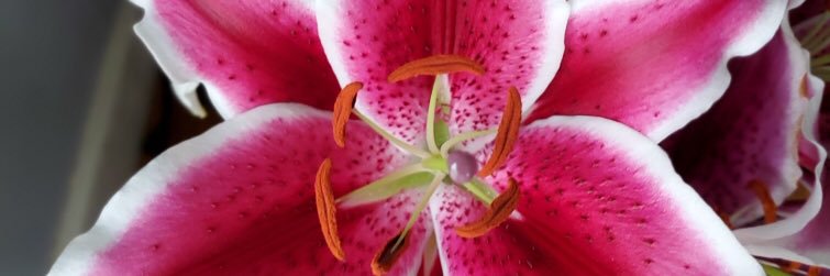 TinyPinkyFinger's profile banner image