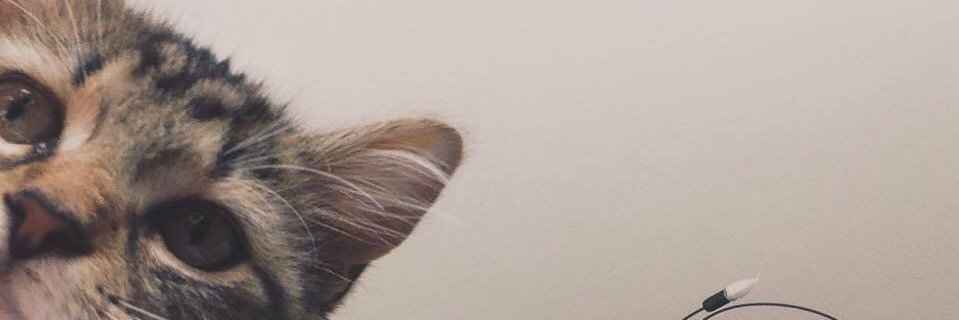 booncarolien's profile banner image