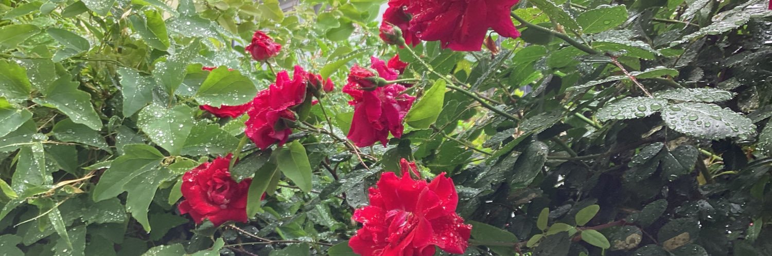 tmko4's profile banner image