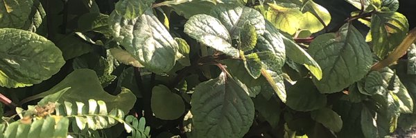 saryace Profile Banner