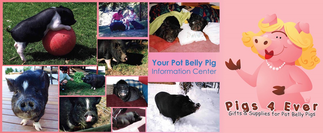 _pigs4ever's profile banner image