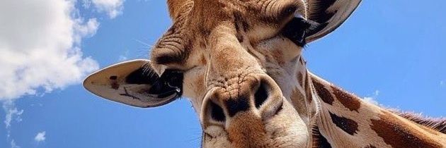 Ms_Rosey2's profile banner image
