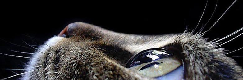 cerenyeni_'s profile banner image