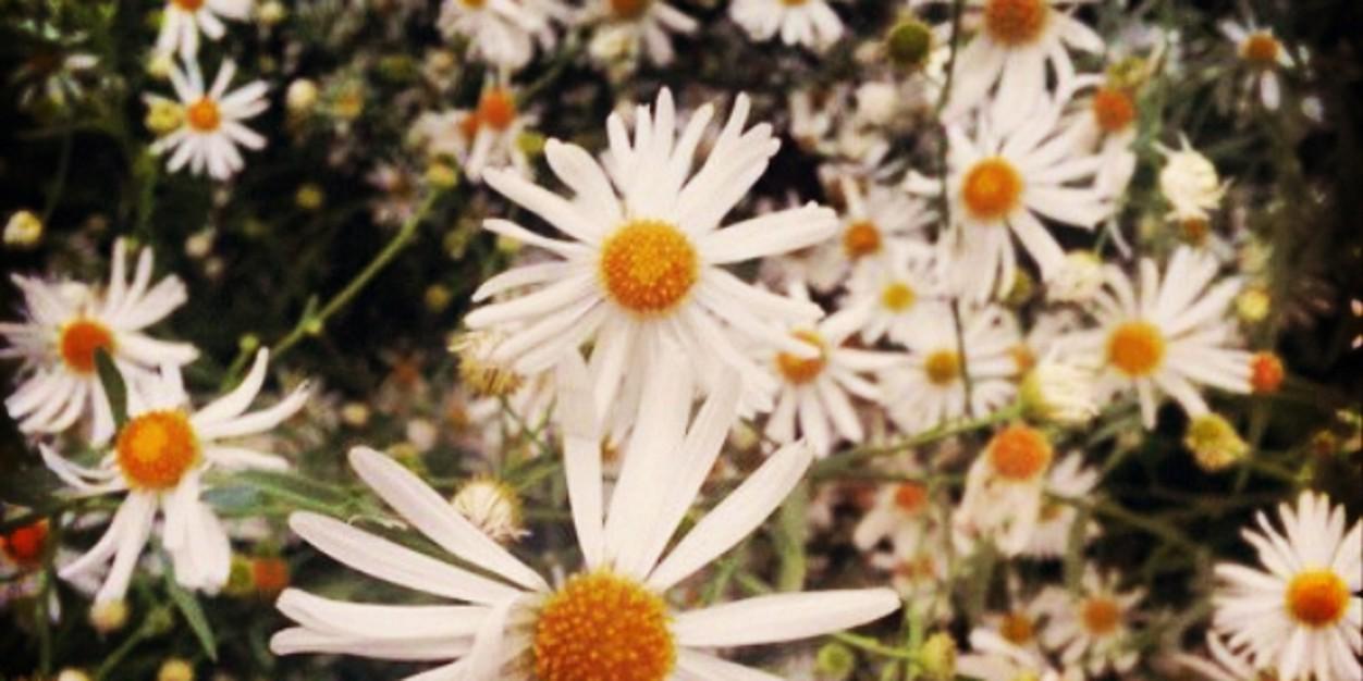 BelleAutumn's profile banner image