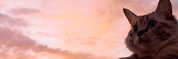 diana_longa's profile banner image
