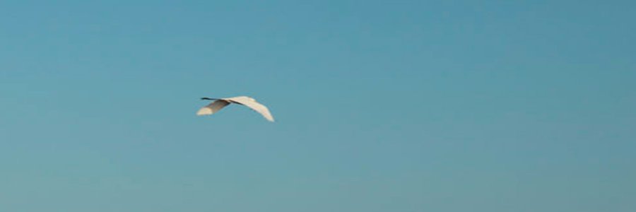 luiscoicue's profile banner image