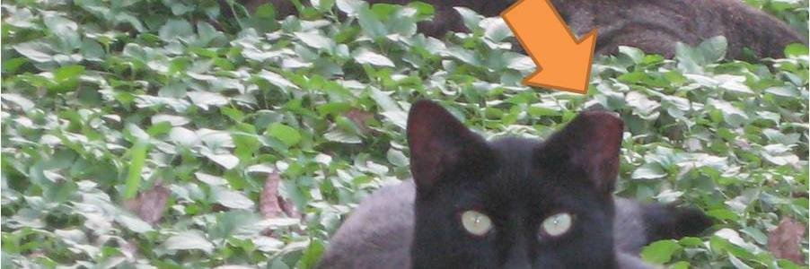 HOTFeralFriends's profile banner image