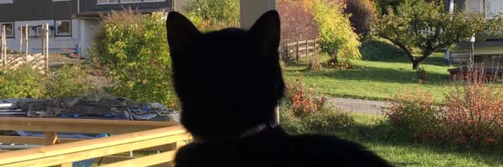 Minimuffin11's profile banner image