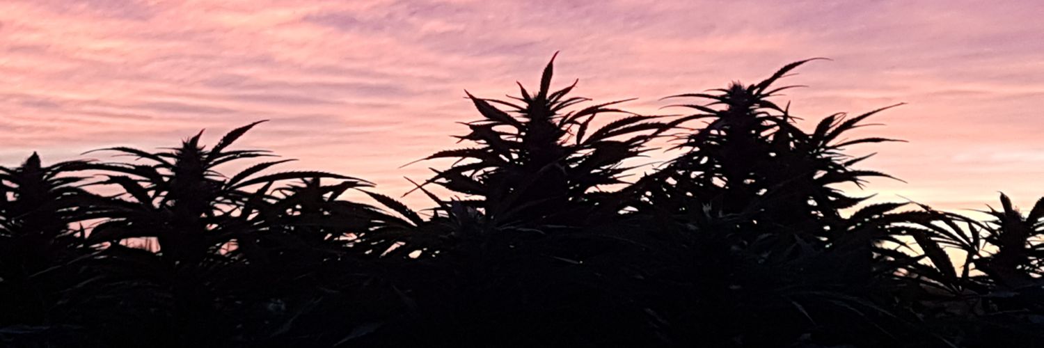 DirtyMitz's profile banner image