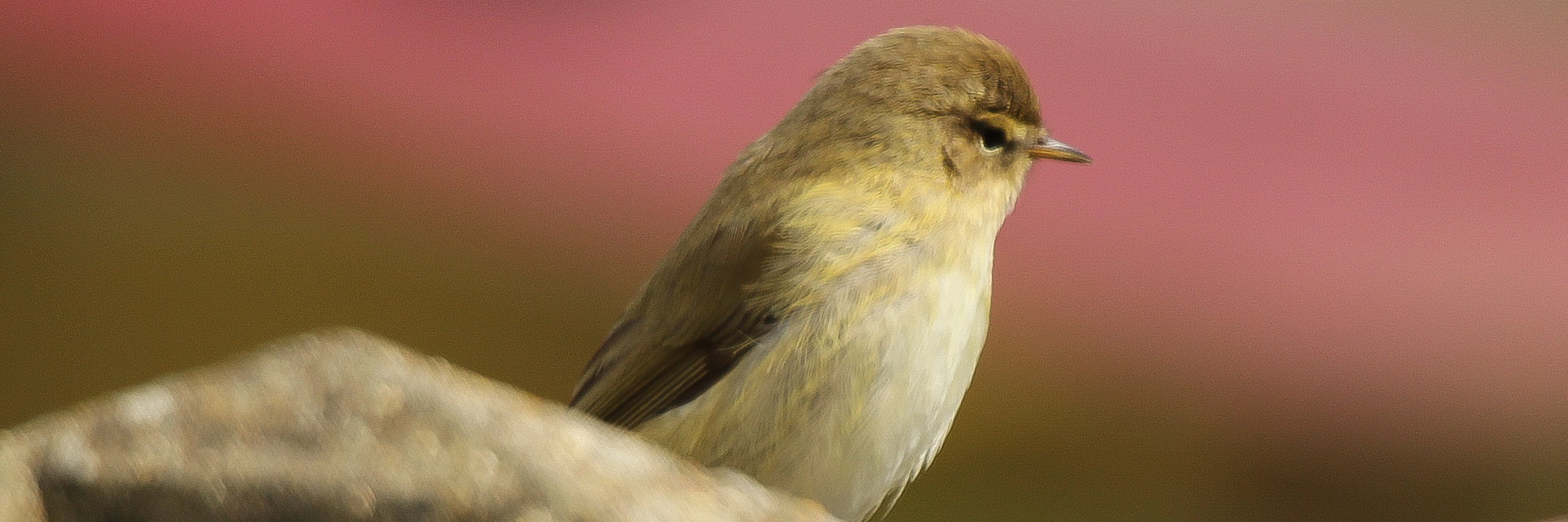 wildthurrock's profile banner image