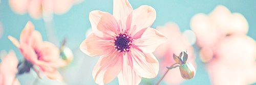 Sheyxdomi's profile banner image