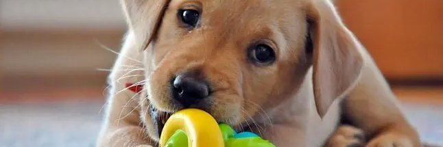 Soy Un Perro banner