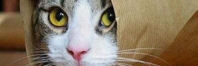 oski_marco's profile banner image