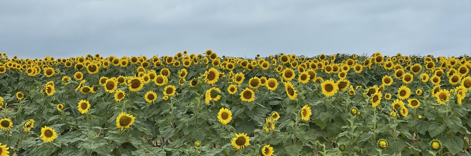 bellagaetani's profile banner image