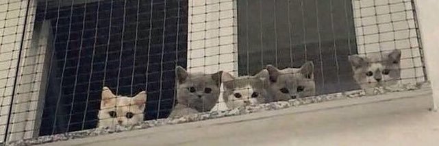 leemeowqt's profile banner image