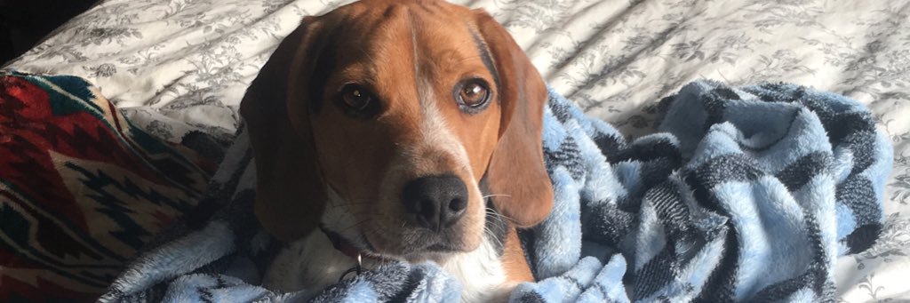 brifroebel's profile banner image
