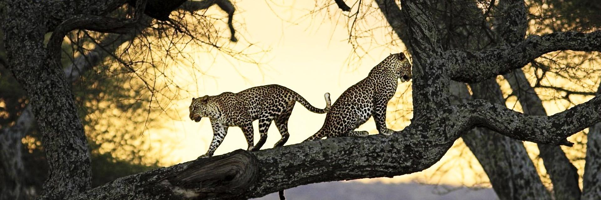 Caracaue's profile banner image