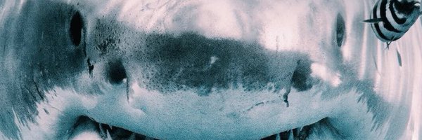 litllemaclebg Profile Banner