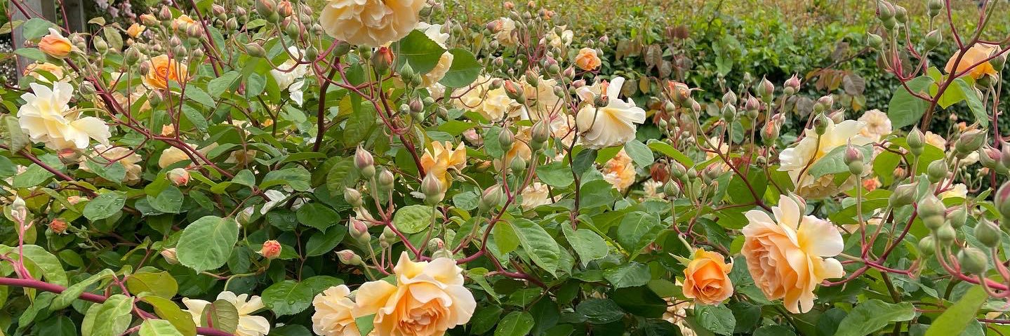 Debbie Schafer banner