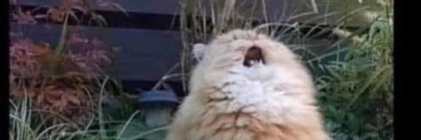 ThatChupBerry's profile banner image